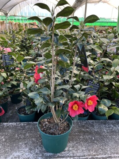 Camelia tamaño M