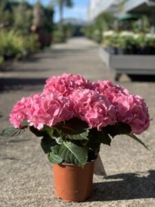 Hortensia