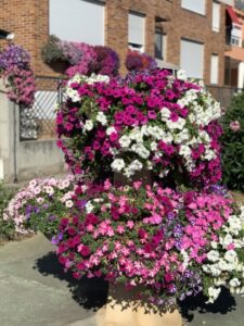 Surfinia en fuente colgante