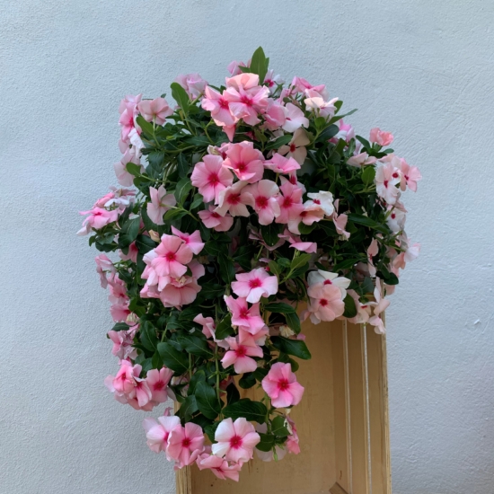 Vinca colgante