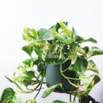 Pothos