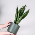 Sansevieria