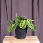 Maranta Leuconera