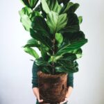 Ficus Lyrata