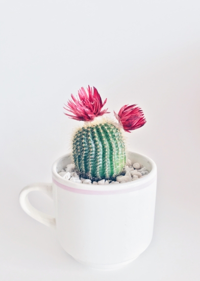 Cactus con flor