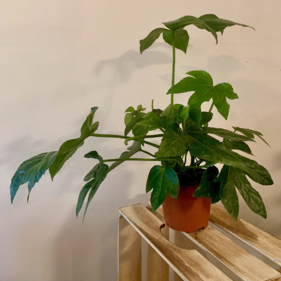 planta de la Aralia en una maceta pequeña