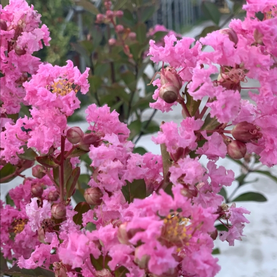 Lagerstroemia con sus flores