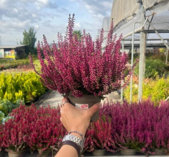 Brezo morado en el vivero cogido en alto