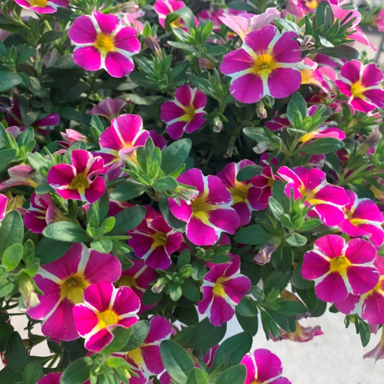 Flores rosas de la calibrachoa