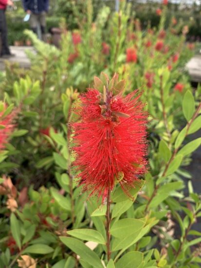 Flor de la Callistemon