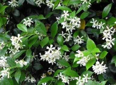 Flores del falso jazmin