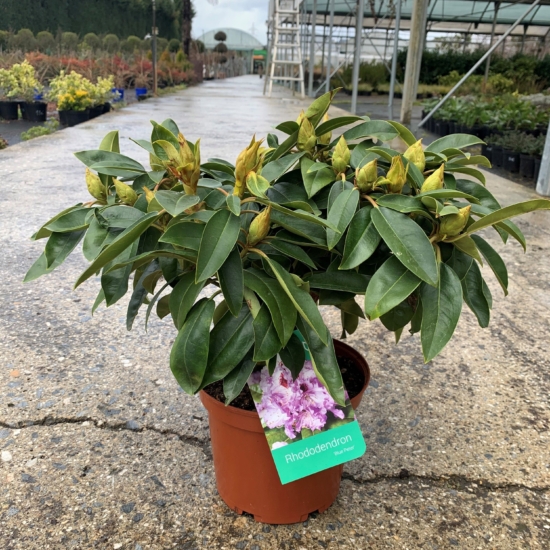 Rododendro híbrido en una maceta pequeña sobre el suelo
