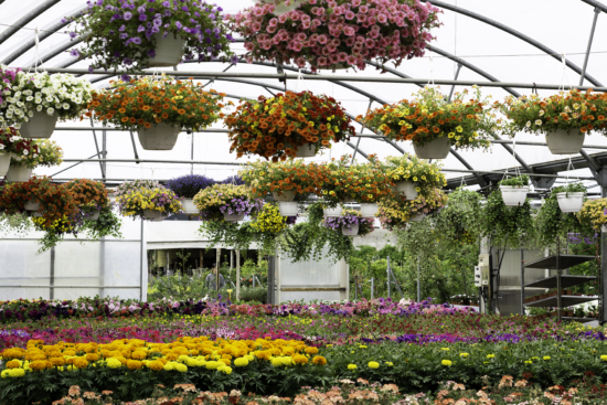 Panorámica del vivero con muchas flores de colores