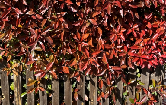 Photinia sobre una valla de madera