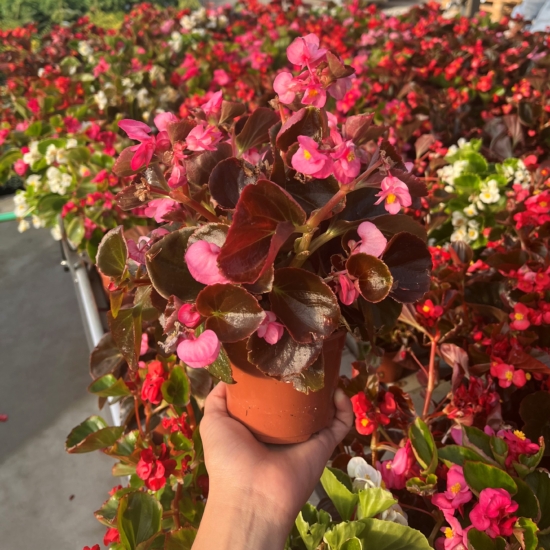 Planta Begonia Siempreflorida rosa en una maceta