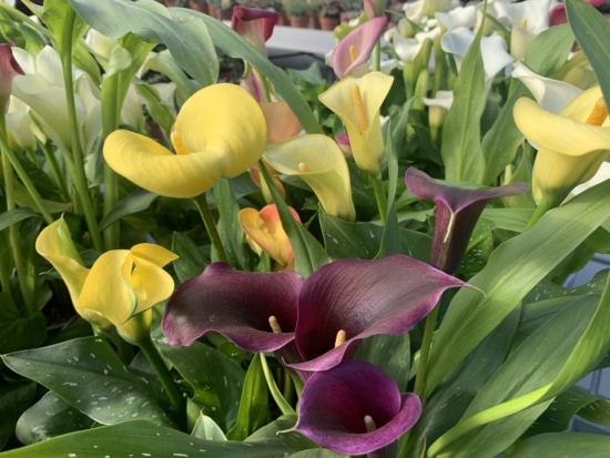 Flor de la cala en colores amarillo y morado