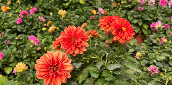 Dalia de flor naranja