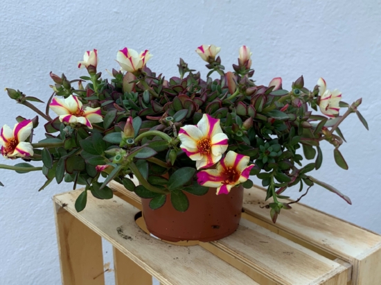 Portulaca Umbraticola en una maceta sobre una caja de madera
