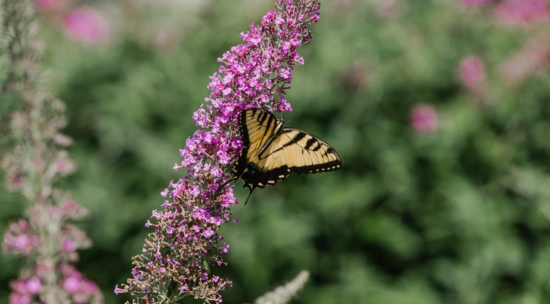 Flor del Arbusto de las Mariposas con una mariposa posada