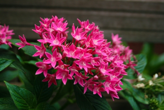 Detalle de la flor rosa de la Penta Lanceolata