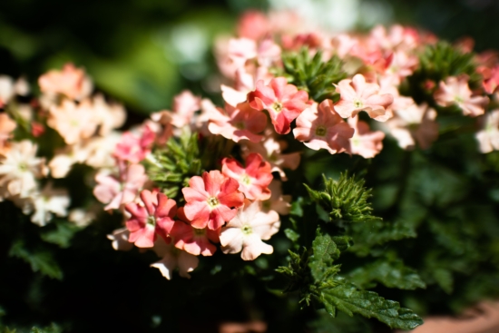 Flores de la Verbena