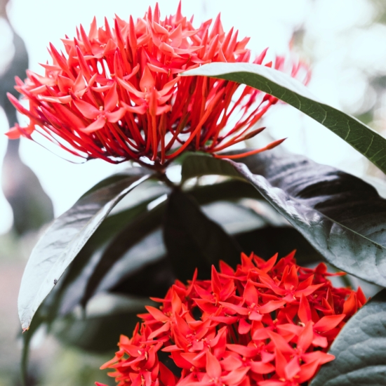 Detalle de la flor y las hojas de la Penta Lanceolata