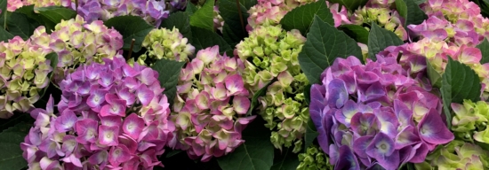 Detalle flor hortensia