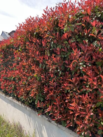 Pared de Photinia