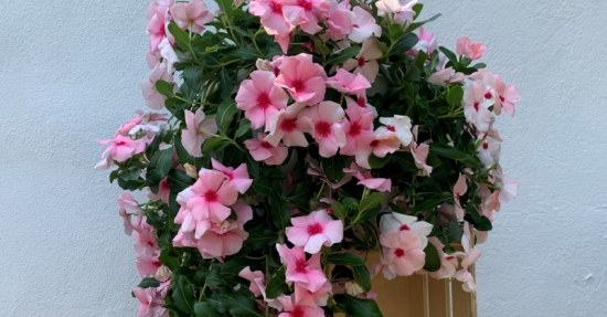 Cesta Vinca detalle de las flores