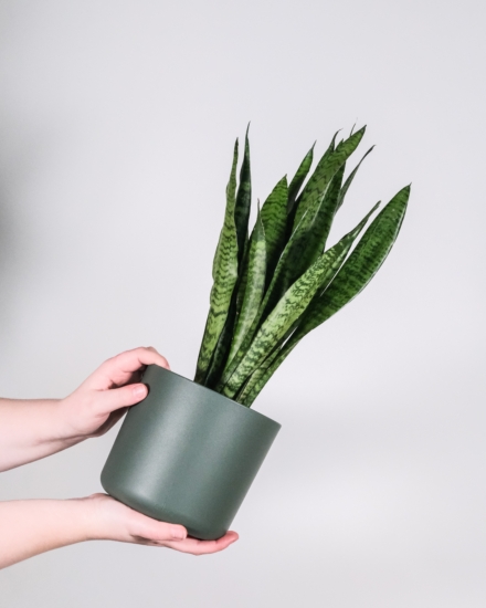 Sansevieria en una maceta cogida en las manos