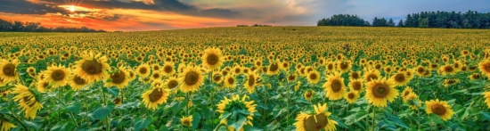 girasoles