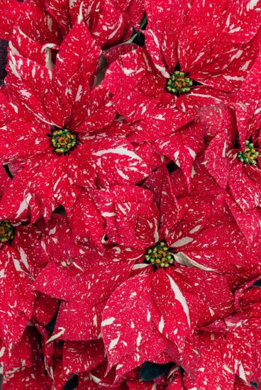 Poinsettia o flor de pascua