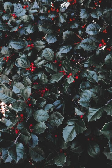 Acebo (Ilex aquifolium)
