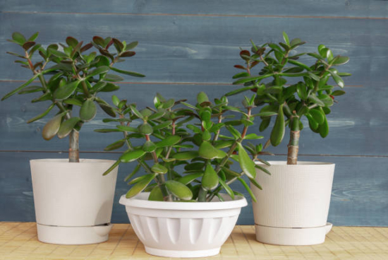 Varios tamaños de Árbol de jade.