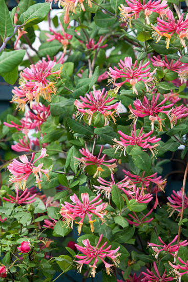 Lonicera en floración