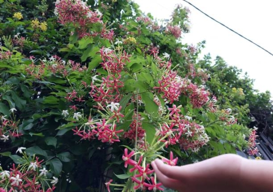 detalle de la Madreselva en floración
