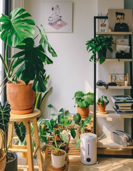 Plantas para casa - plantas de interior