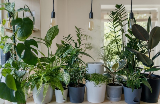 Plantas de interior para casa