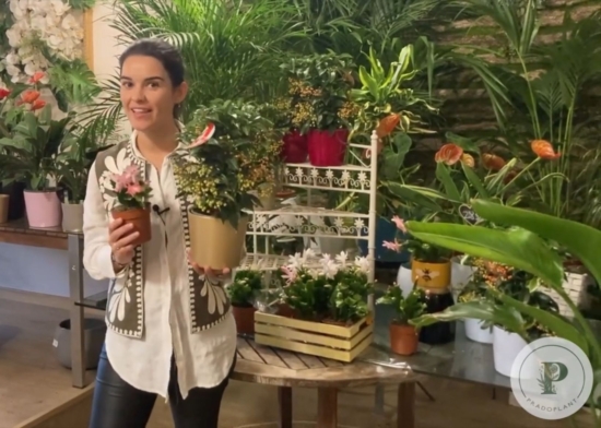 Rhipsalis y Ardisia sujetadas por una mujer