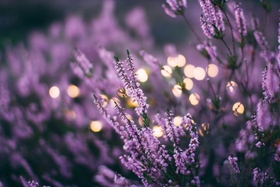 Plantas aromáticas planta lavanda