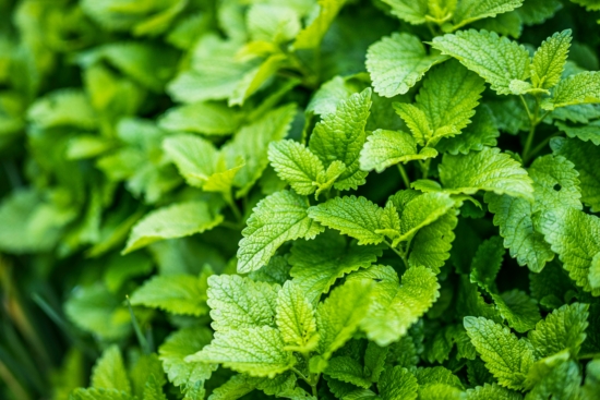 Menta