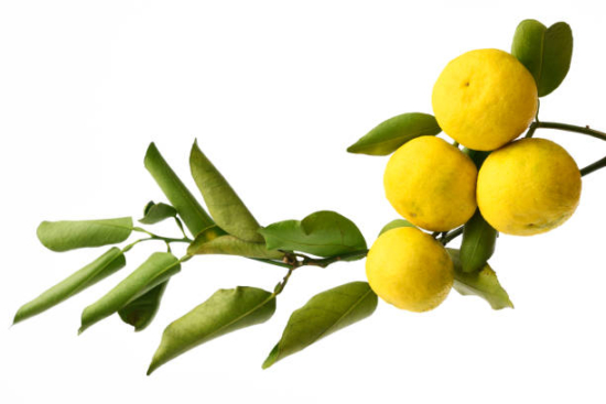 Yuzu con hojas en fondo blanco